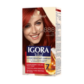 Tinte Igora Vital 6-888 Rubi Apasionado 2 Tubos